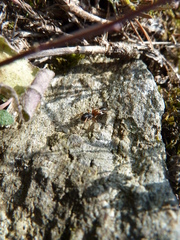 Leptorchestes berolinensis