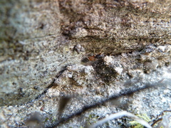 Leptorchestes berolinensis