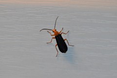 Podabrus fayi