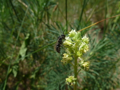 Hylaeus signatus