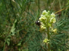 Hylaeus signatus