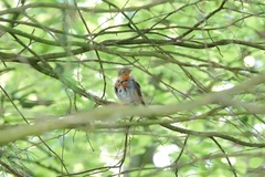 Erithacus rubecula