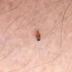 Rhinocapsus rubricans