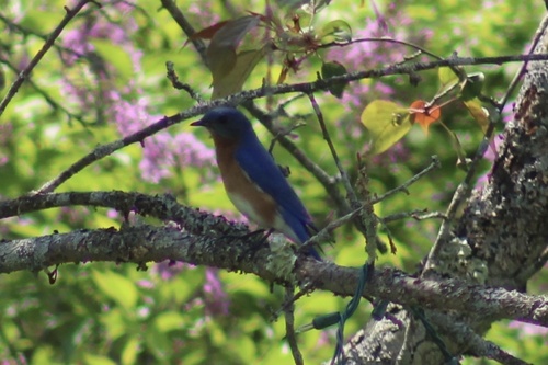 Eastern Bluebird photographed in Maine