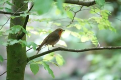 Erithacus rubecula