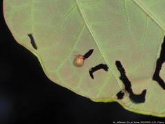 Demotina modesta