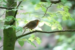 Erithacus rubecula