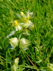 Rhinanthus minor