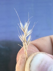 Festuca bromoides