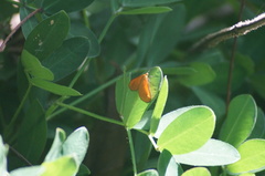 Eudulophasia invaria