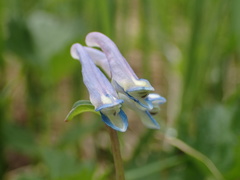 Corydalis pauciflora