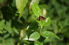 Miltomiges cinnamomea