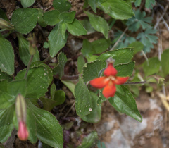 Erythranthe verbenacea