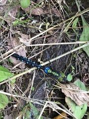 Anax nigrofasciatus