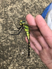 Anax nigrofasciatus