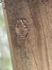 Neocicada hieroglyphica