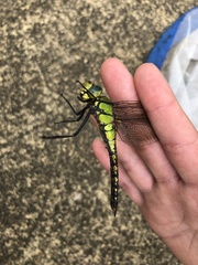Anax nigrofasciatus
