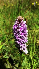 Dactylorhiza maculata