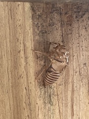 Neocicada hieroglyphica