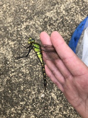Anax nigrofasciatus