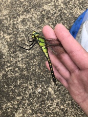 Anax nigrofasciatus
