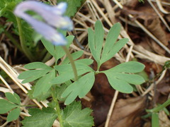 Corydalis pauciflora