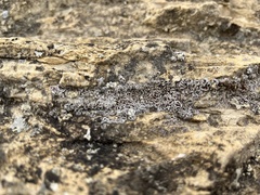 Psora pseudorussellii