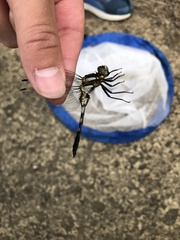 Orthetrum albistylum