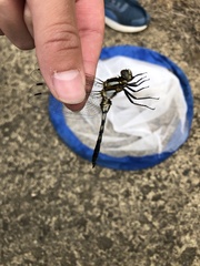 Orthetrum albistylum