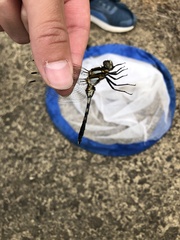 Orthetrum albistylum