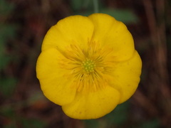 Ranunculus bupleuroides