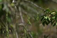 Aegilops biuncialis