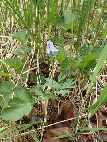 Image of Corydalis pauciflora by (c) Matt Bowser, some rights reserved (CC BY)