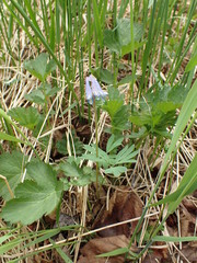 Corydalis pauciflora