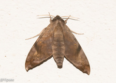 Acosmeryx pseudonaga