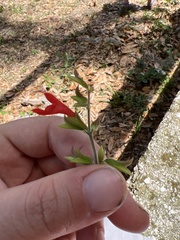 Salvia coccinea