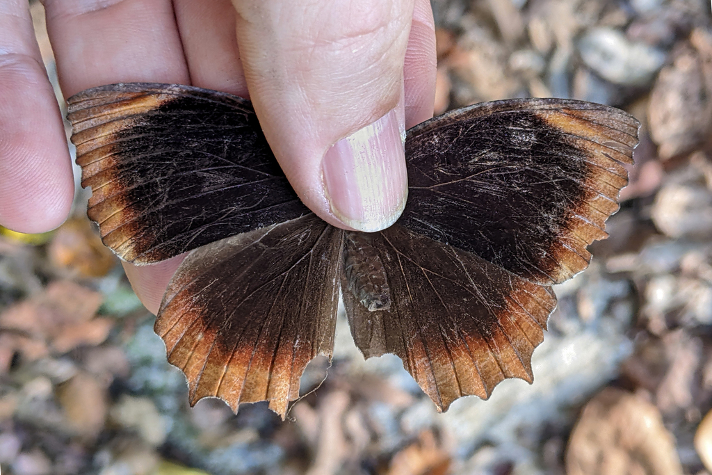 Elymnias cottonis
