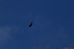 Cathartes aura