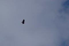 Cathartes aura