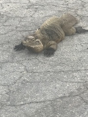 Cyclura nubila