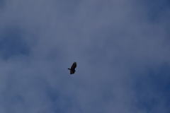 Cathartes aura