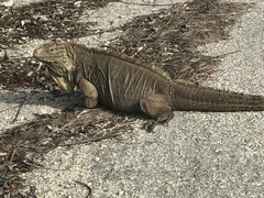 Cyclura nubila