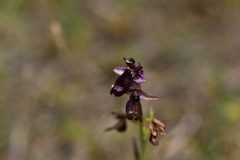 Ophrys bertolonii bertolonii