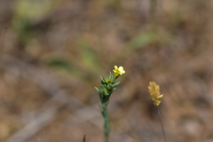 Linum strictum strictum