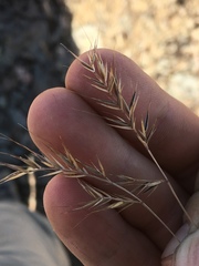Festuca bromoides