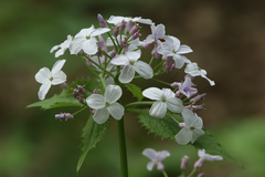 Lunaria rediviva