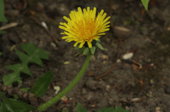 Taraxacum officinale