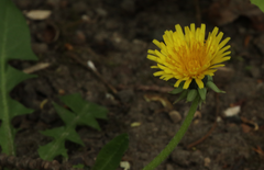 Taraxacum officinale