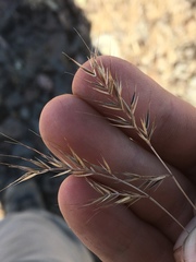 Festuca bromoides