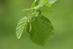 Corylus avellana